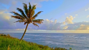 清晨海风椰树海浪