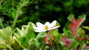 野菊
