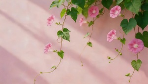 小清新牵牛花