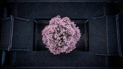四合院的花朵