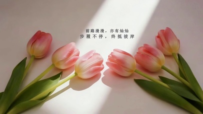 治愈郁金香花语