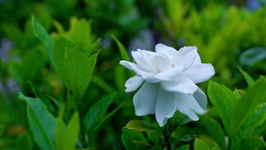 4K公园栀子花