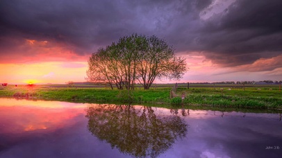 夕阳树木
