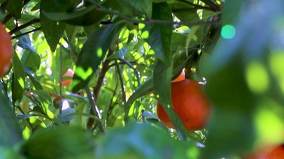 4K 高清 老橘园果园选择焦点