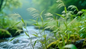 治愈芦苇小溪4K