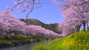 春天樱花菜花河岸