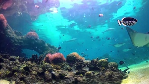 宁静海底水族馆