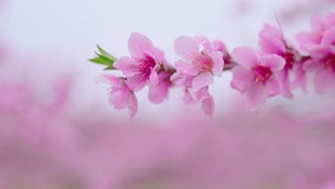 春季唯美桃花百花争艳4k
