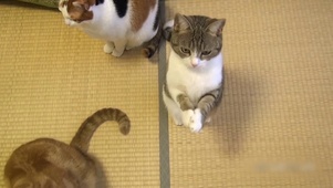可爱招财猫