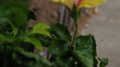朱槿花植物春天黄色花朵