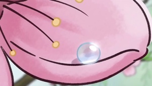 粉色梅花与露珠