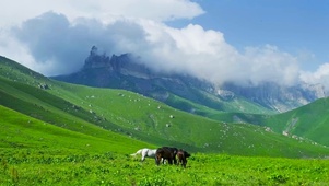 高山草原马儿