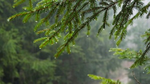 淅沥沥的雨