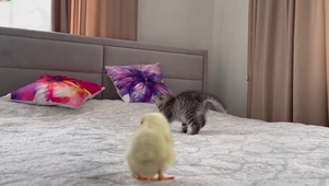 打小鸡的小猫咪