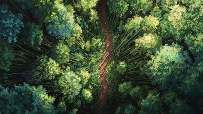 俯瞰绿色生态氧气竹林