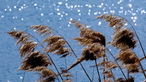 海边芦苇