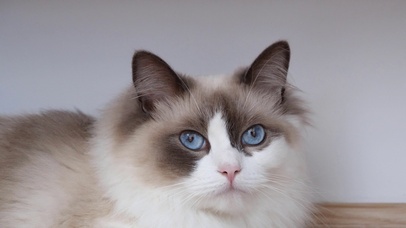 4K 超清 宠物猫/01