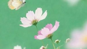 护眼花朵带鱼屏