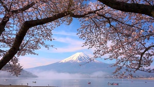 富士山下湖畔樱花