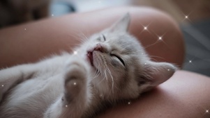 小猫咪