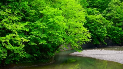 山间的绿林流水