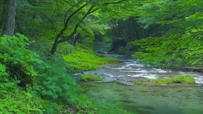 护眼绿林山涧溪流