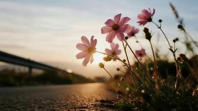 落日格桑花