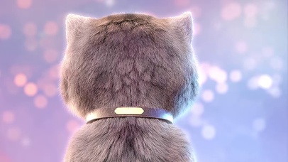 斑布猫-表情舞