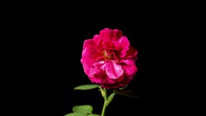 唯美红色花盛开