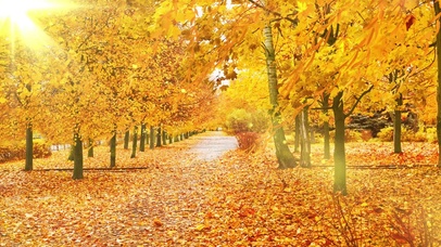 落日余晖# 一叶知秋，一夜至秋