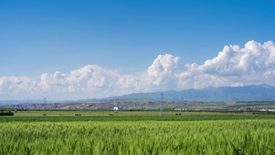 夏天风吹麦香蓝天白云天空延时