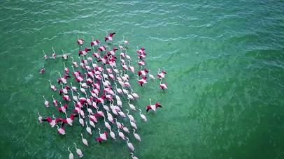 【4K航拍】上帝视角：火烈鸟群