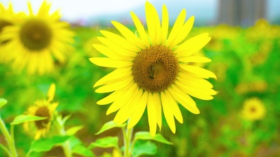 蓝天下的向日葵