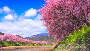 春天樱花河岸