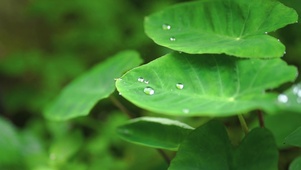 雨天荷叶