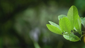 绿叶细雨