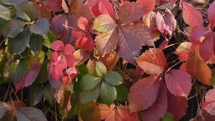 爬山虎- 植物