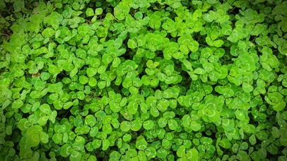 护眼幸运四叶草