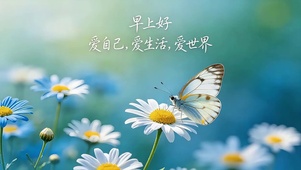 雏菊蝴蝶早安