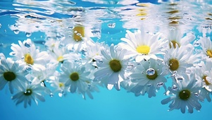 清新水中小雏菊