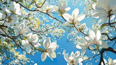 蓝天下的白玉兰树