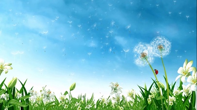 4K蒲公英飞舞