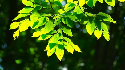 4K夏日养眼绿树叶