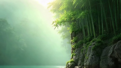 朦胧的竹林