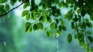 谷雨绿叶下雨雨滴