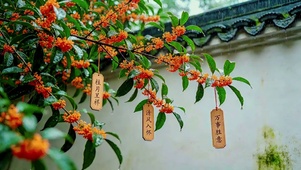 雨天庭院桂花
