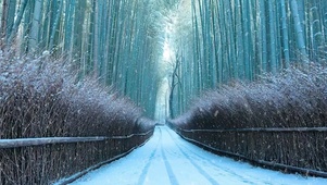 竹林雪景
