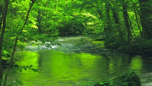 夏日清凉绿水流
