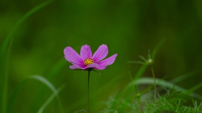 一朵唯美的小粉花