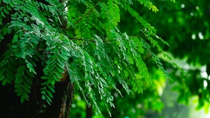 雨中绿叶
